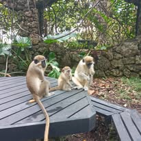 Barbados green monkeys beside a country road, often seen on an east coast island tour