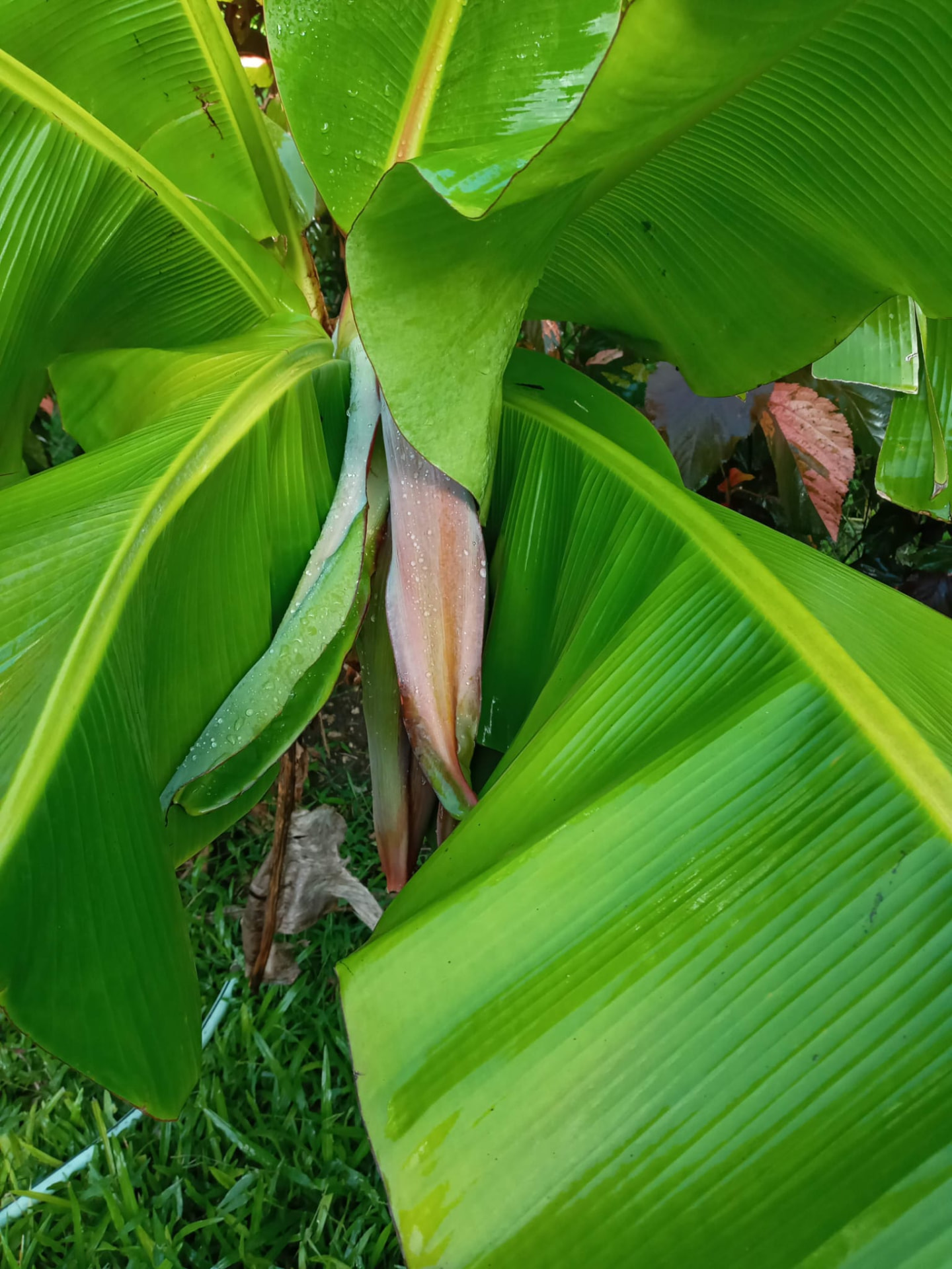 Lush tropical banana and heliconia leaves in a Barbados botanical garden visited on an On The House Taxi Service tour