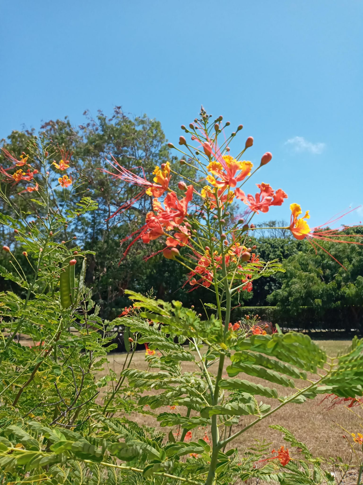 Pride of Barbados, the national flower, in bloom against a clear blue sky on an island tour