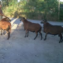 Barbados Black Belly sheep walking on a country road seen on an On The House Taxi Service island tour