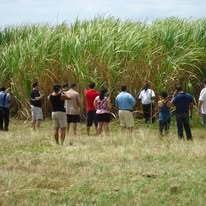 Sugar cane fields in the Barbados countryside seen on a private east coast tour