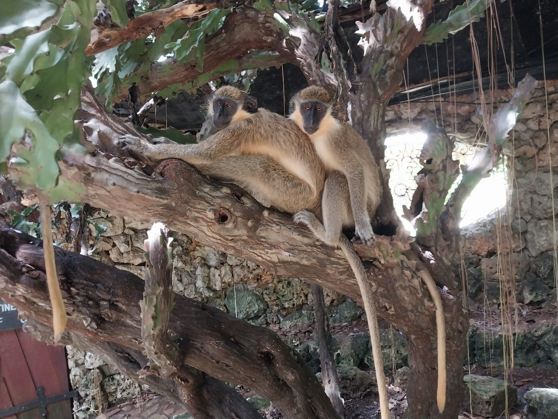 Two Barbados green monkeys on a tree branch at the wildlife reserve, seen on an On The House Taxi Service island tour